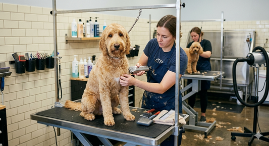 Person grooming a dog at home with a brush and grooming kit