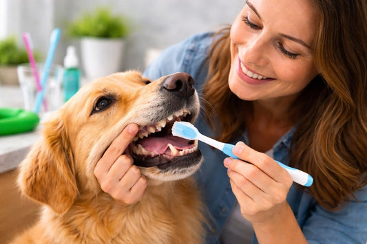 Owner brushing dog teeth for good oral health and dental care