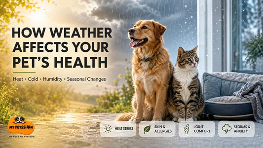 Dog and cat experiencing warm, cold and stormy weather, highlighting heat stress, skin allergies, joint discomfort and weather-related anxiety in pets.
