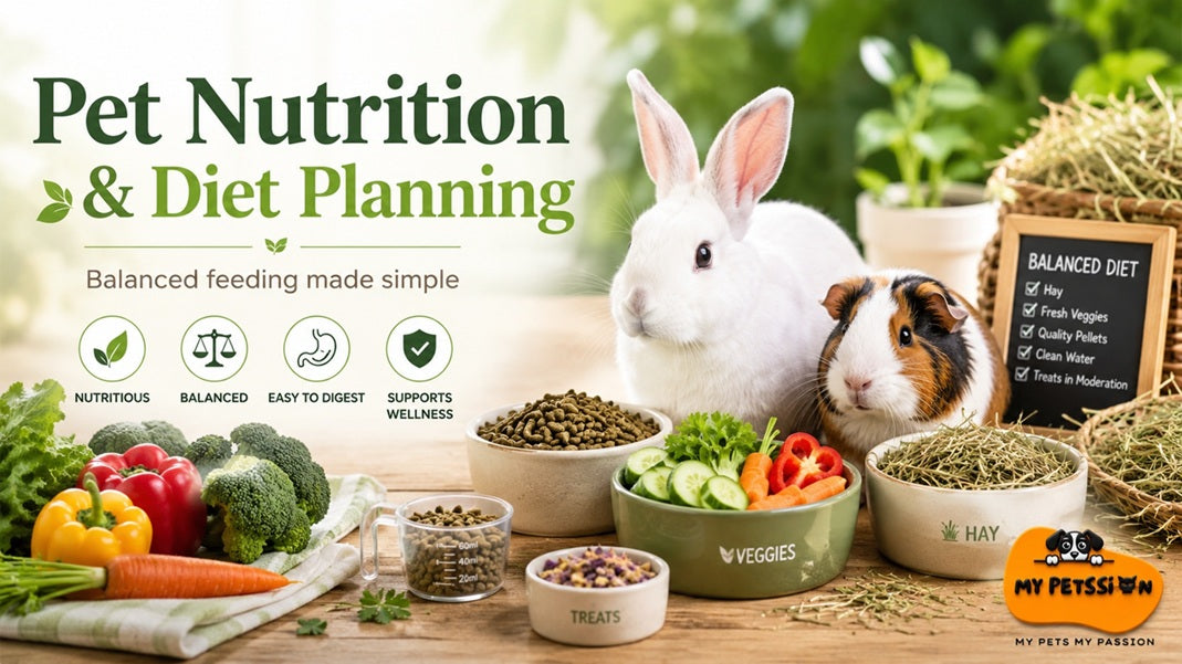 Pet nutrition and feeding routine guide banner – diet planning tips for dogs and cats by My Petssion