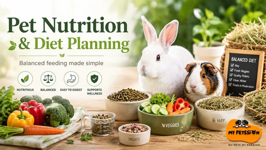 Pet nutrition and feeding routine guide banner – diet planning tips for dogs and cats by My Petssion
