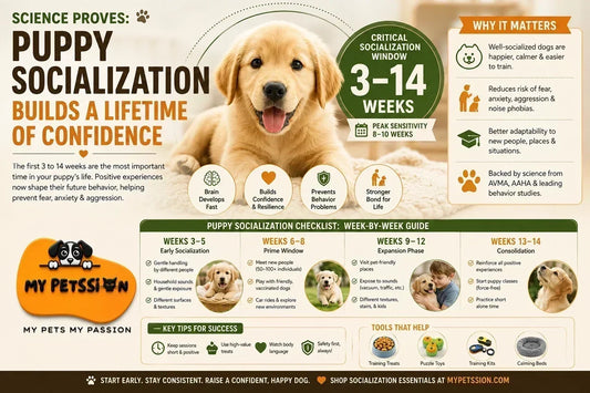 Puppy socialization during the critical 14-week developmental window — science-backed strategies for raising a confident dog